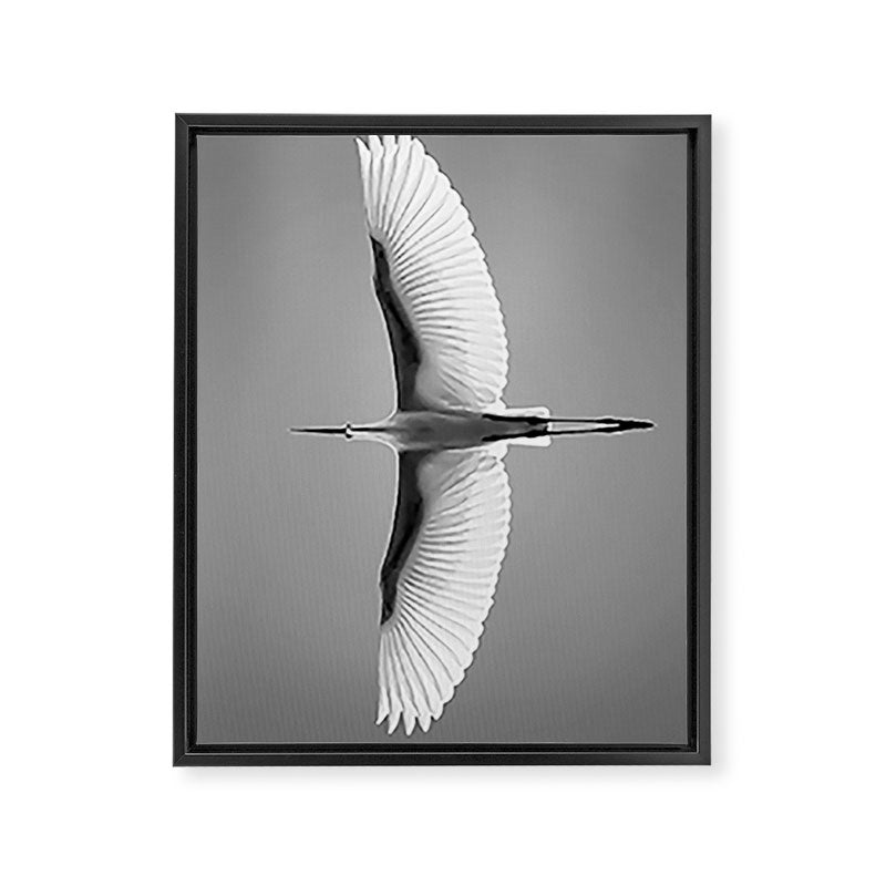 Wings of an Egret in Mid-flight black and white photography - black and white photographs Framed Canvas Print Gallery Image 6