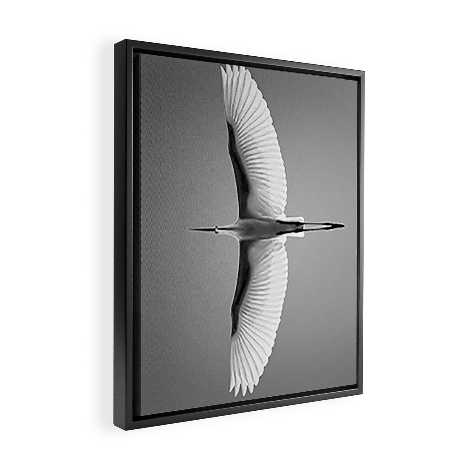 Wings of an Egret in Mid-flight black and white photography - black and white photographs Framed Canvas Print Gallery Image 2