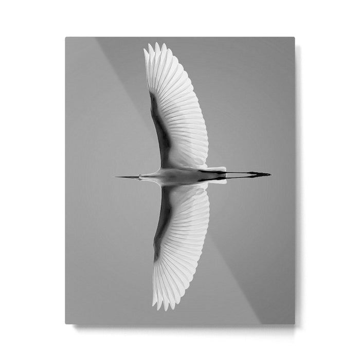 Wings of an Egret in Mid-flight black and white photography - black and white photographs Metal Print Gallery Image 1