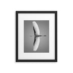 Wings of an Egret in Mid-flight black and white photography - black and white photographs Framed Art Print Gallery Image 5