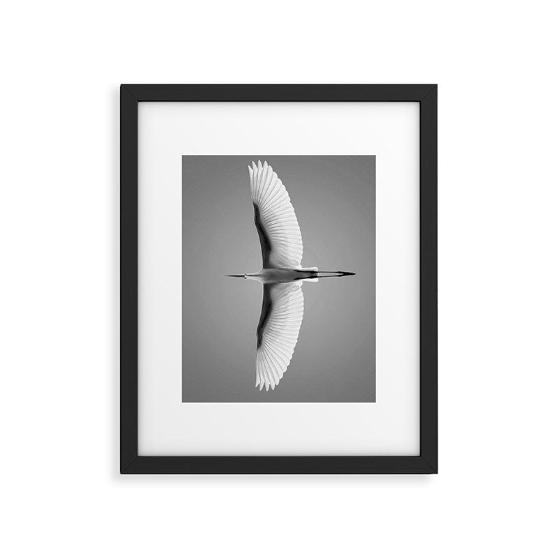 Wings of an Egret in Mid-flight black and white photography - black and white photographs Framed Art Print Gallery Image 5
