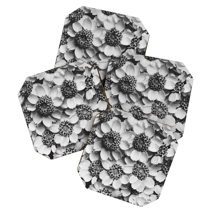 Yarrow flower blossoms vintage black and white photograph by Karl Blossfeldt   Coaster Gallery Image 1