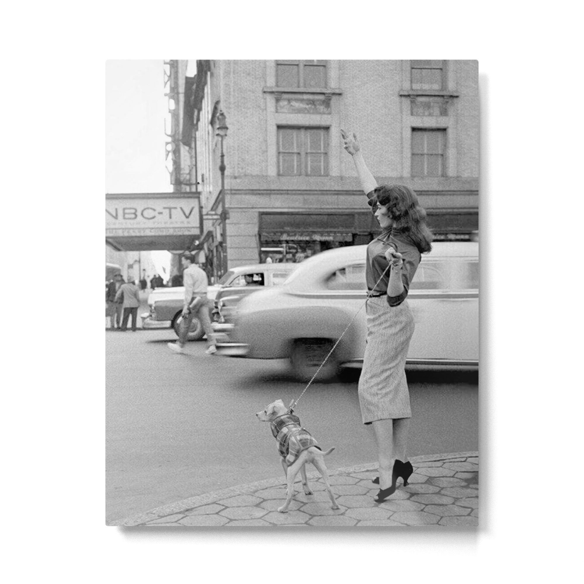 Young woman with pet dog hailing a yellow cab taxi New York City portrait black and white photograph - photography - photographs Metal Print Gallery Image 6