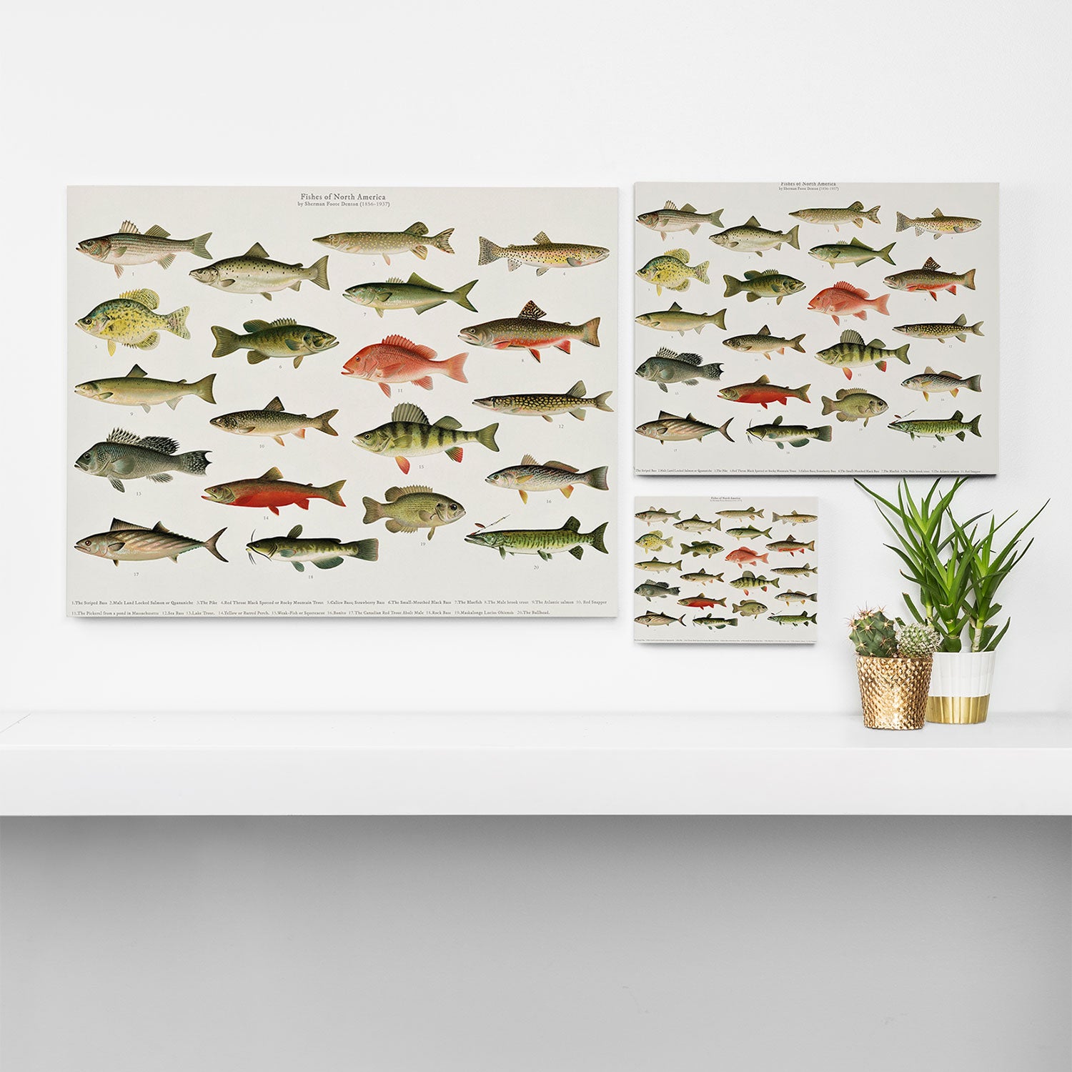 Illustrated North America Game Fish Identification Chart Canvas Print Gallery Image 3