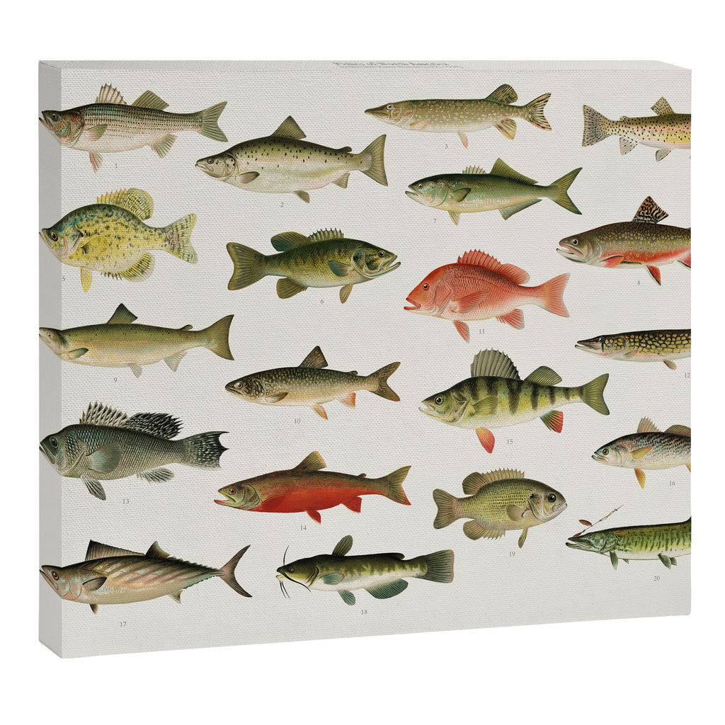Illustrated North America Game Fish Identification Chart Canvas Print Gallery Image 3