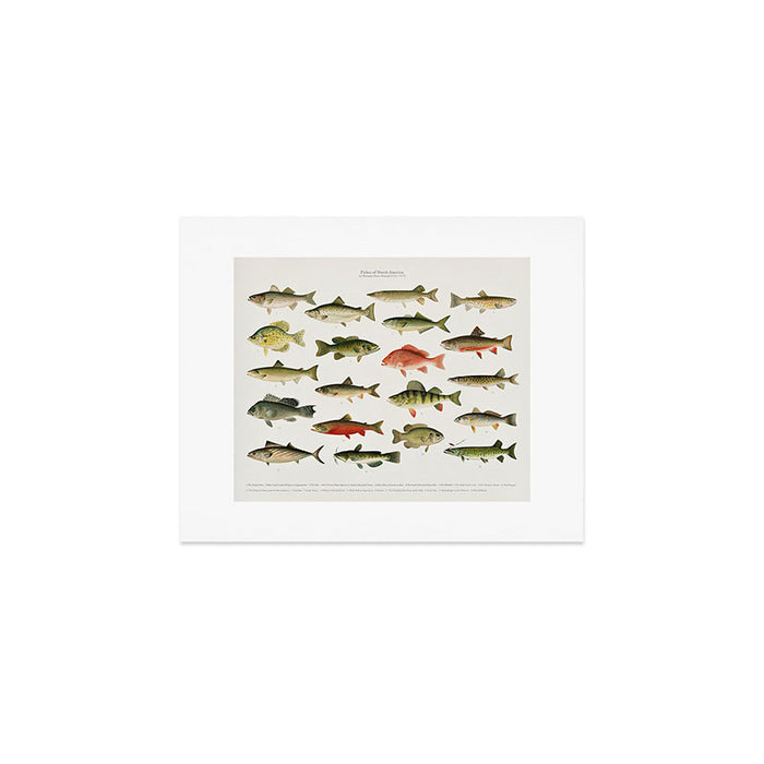 Illustrated North America Game Fish Identification Chart Art Print Gallery Image 1