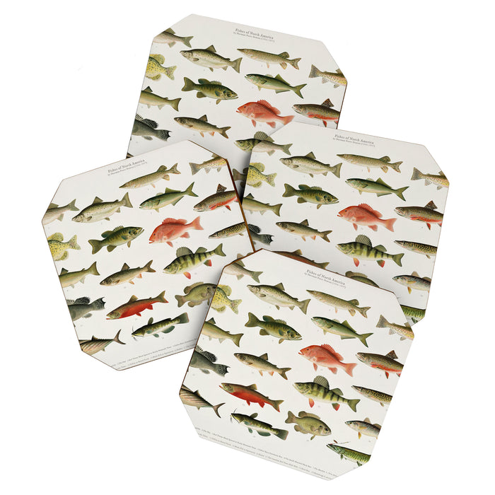 Illustrated North America Game Fish Identification Chart Coaster Gallery Image 1