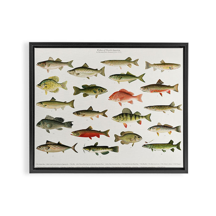 Illustrated North America Game Fish Identification Chart Framed Canvas Print Gallery Image 1