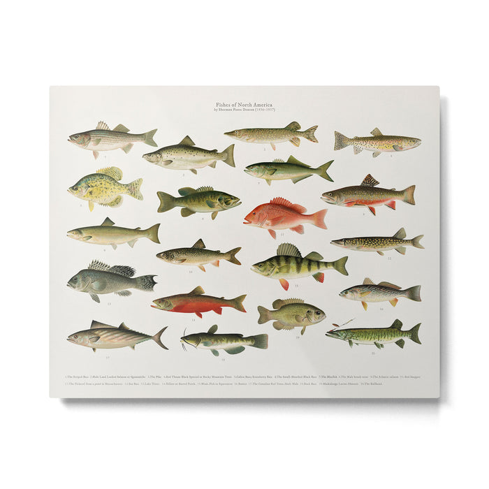 Illustrated North America Game Fish Identification Chart Metal Print Gallery Image 1