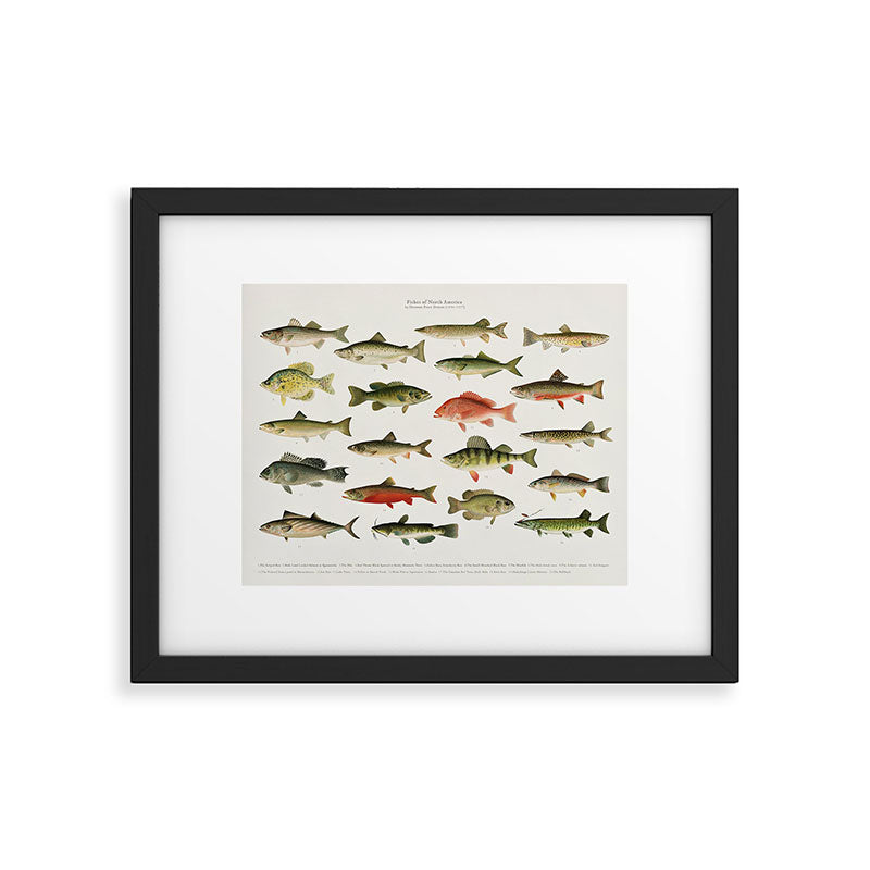 Illustrated North America Game Fish Identification Chart Framed Art Print Gallery Image 5