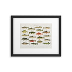 Illustrated North America Game Fish Identification Chart Framed Art Print Gallery Image 5