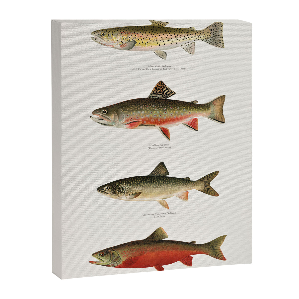 Illustrated North American Freshwater Trout Game Fish Identification Chart Canvas Print Gallery Image 6