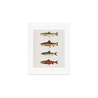 Illustrated North American Freshwater Trout Game Fish Identification Chart Art Print Gallery Image 1