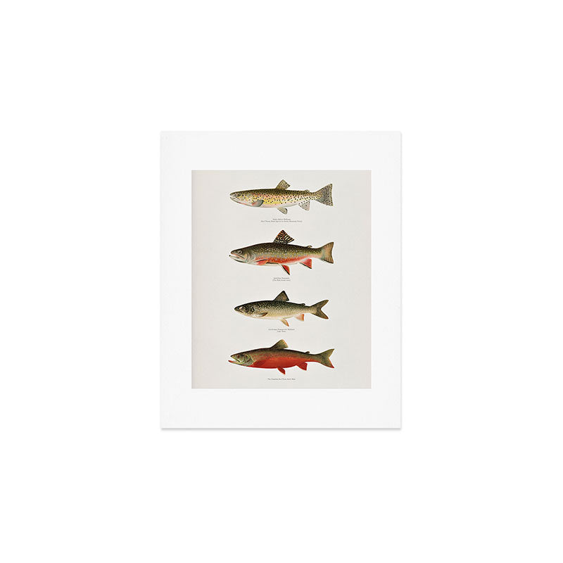 Illustrated North American Freshwater Trout Game Fish Identification Chart Art Print Gallery Image 1