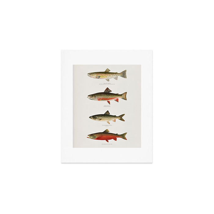 Illustrated North American Freshwater Trout Game Fish Identification Chart Art Print Gallery Image 1