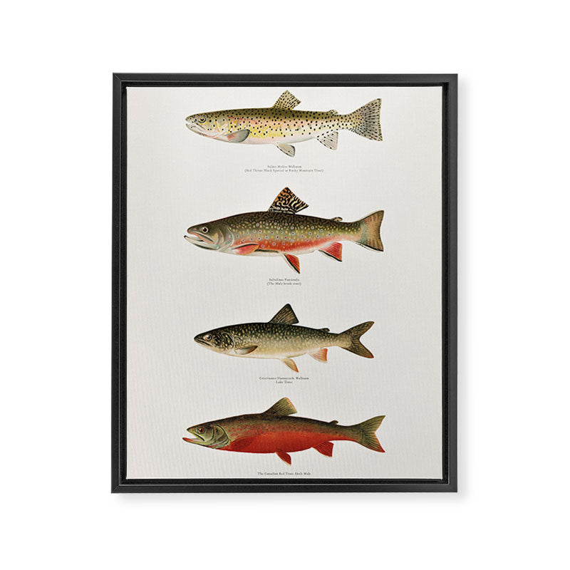 Illustrated North American Freshwater Trout Game Fish Identification Chart Framed Canvas Print Gallery Image 6