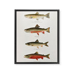 Illustrated North American Freshwater Trout Game Fish Identification Chart Framed Canvas Print Gallery Image 6