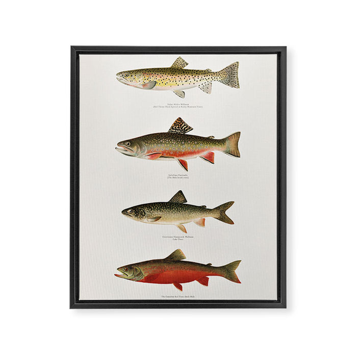 Illustrated North American Freshwater Trout Game Fish Identification Chart Framed Canvas Print Gallery Image 1