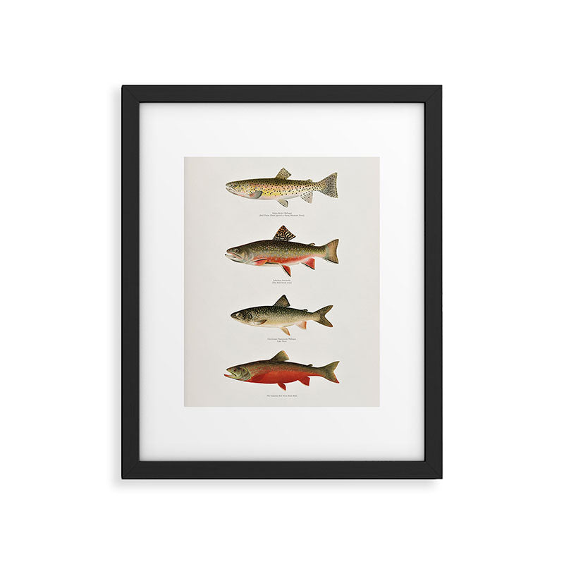 Illustrated North American Freshwater Trout Game Fish Identification Chart Framed Art Print Gallery Image 5