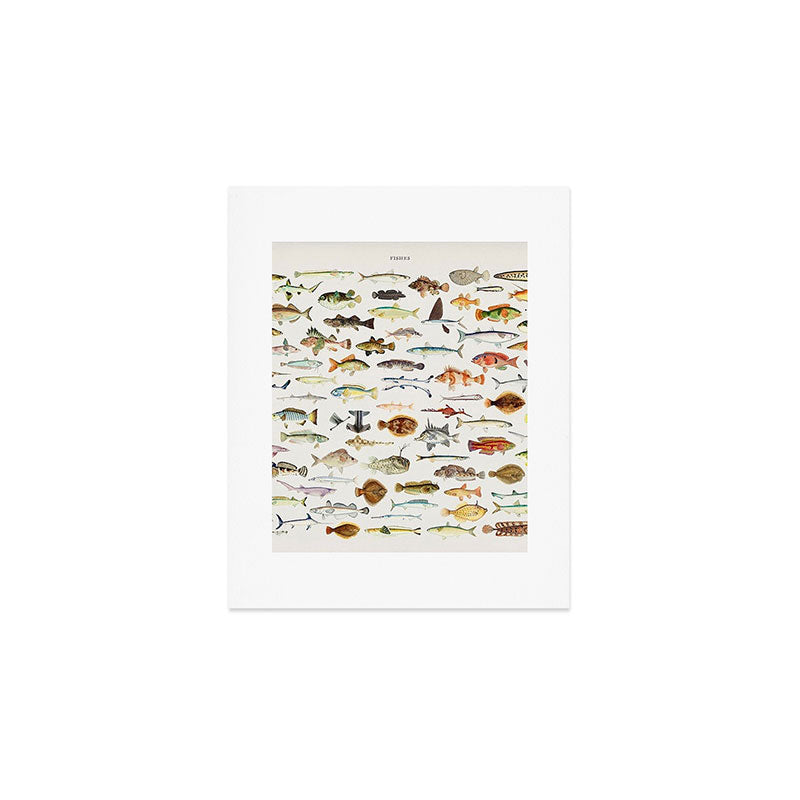 Illustrated Colorful Southern Pacific Exotic Game Fish Identification Chart Art Print Gallery Image 1