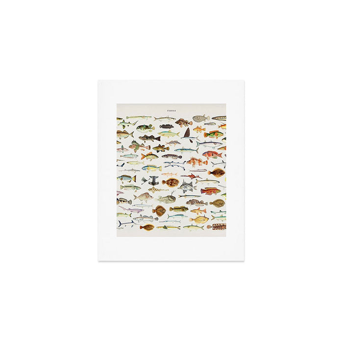 Illustrated Colorful Southern Pacific Exotic Game Fish Identification Chart Art Print Gallery Image 1