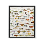 Illustrated Colorful Southern Pacific Exotic Game Fish Identification Chart Framed Canvas Print Gallery Image 6