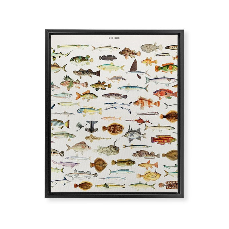 Illustrated Colorful Southern Pacific Exotic Game Fish Identification Chart Framed Canvas Print Gallery Image 6