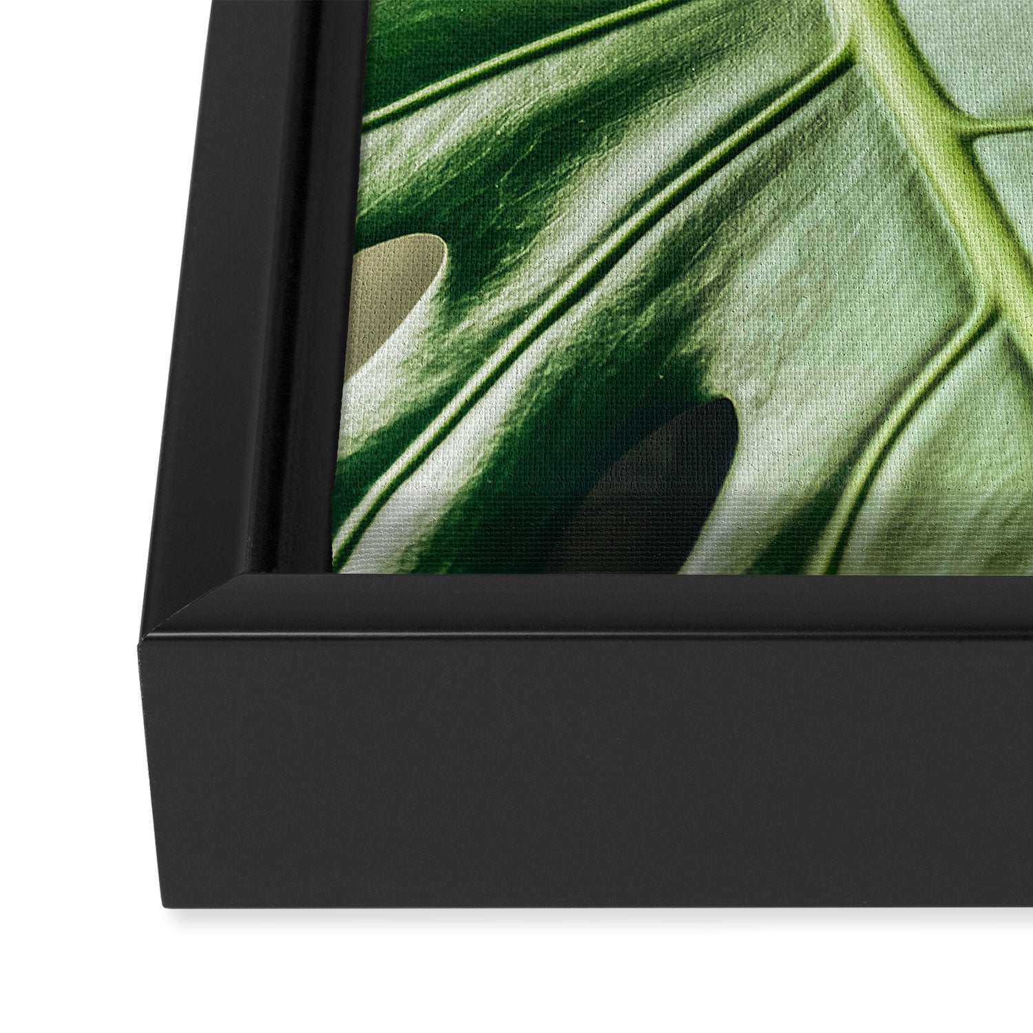 House Plants: Minimal Monstera Leaves Framed Canvas Print Gallery Image 3