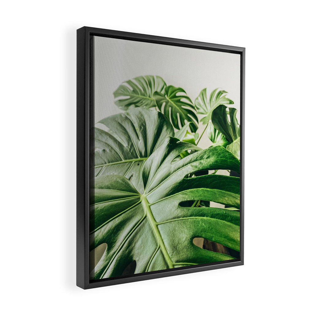 House Plants: Minimal Monstera Leaves Framed Canvas Print Gallery Image 2