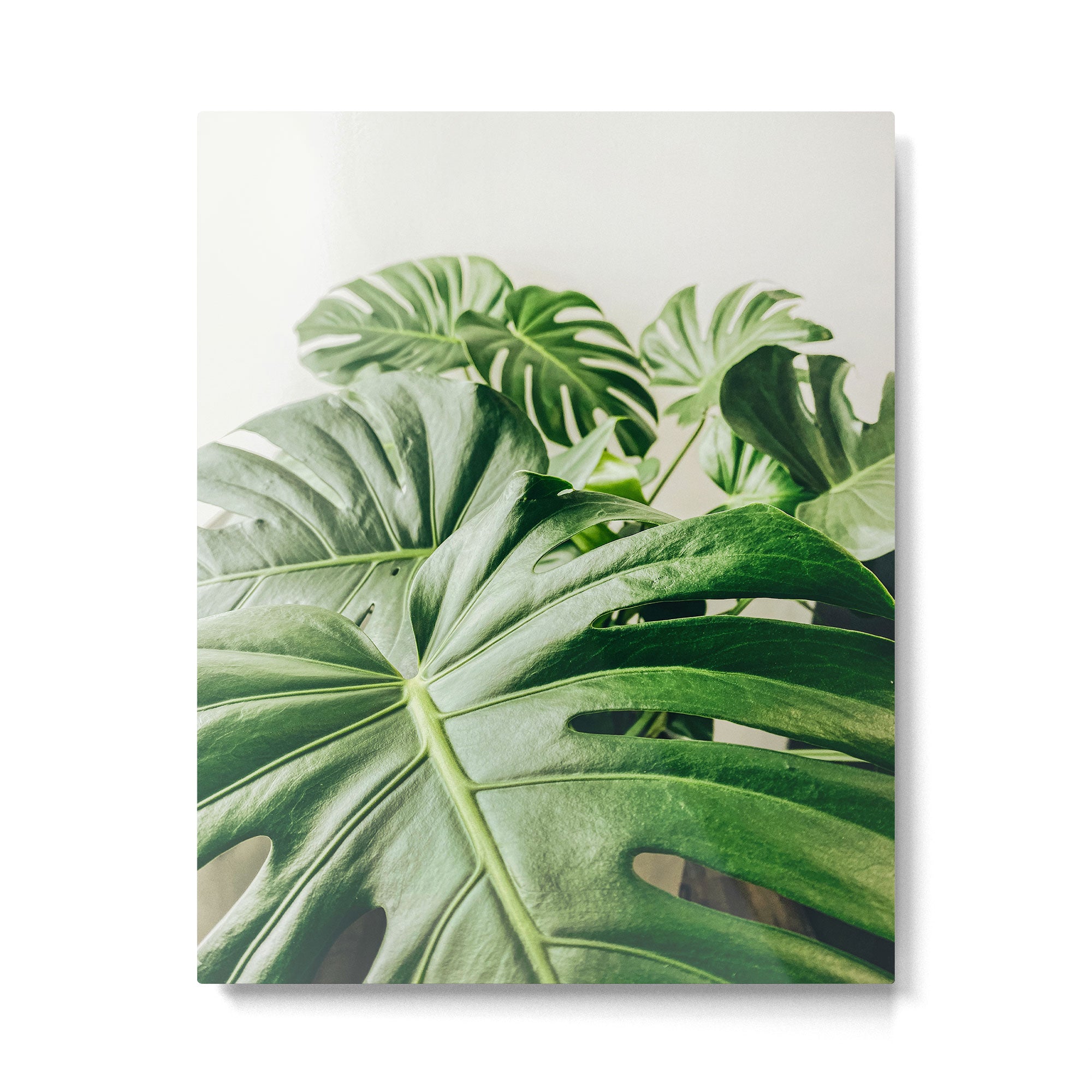 House Plants: Minimal Monstera Leaves Metal Print Gallery Image 4