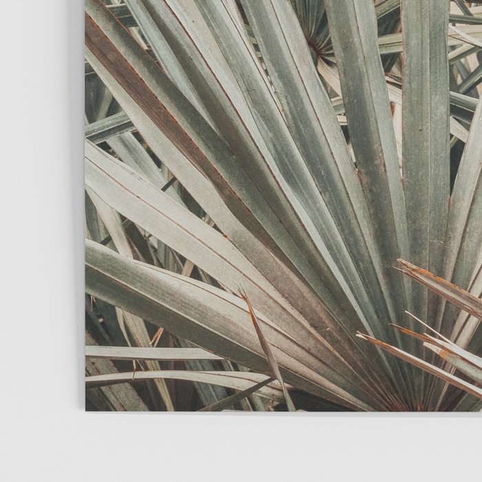 Coastal Morning  palmetto botanical leaf photograph Poster Gallery Image 3