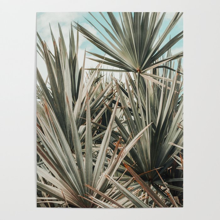 Coastal Morning  palmetto botanical leaf photograph Poster Gallery Image 4