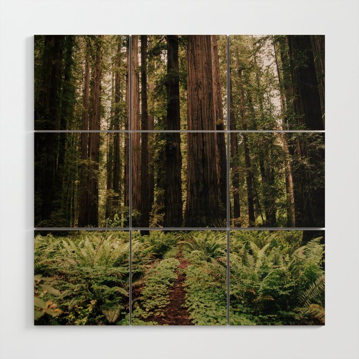 Redwood Trail Wood Wall Art Gallery Image 1