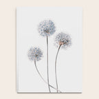 Dandelion 2 Notebook Gallery Image 4