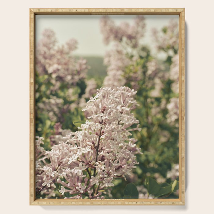 Lilac Flowers Botanical Photograph Serving Tray Gallery Image 1