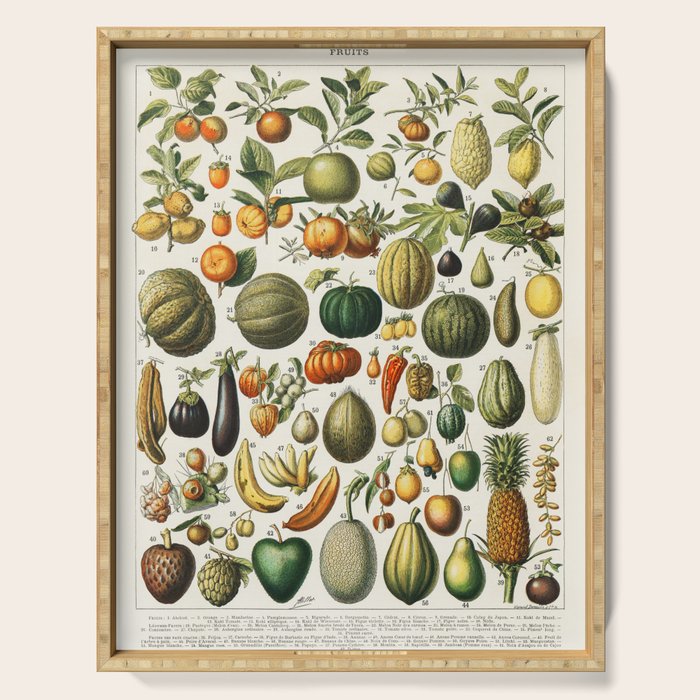 Vintage Scientific Illustration Fruits Botanical Floral Lithograph Encyclopaedia Diagrams  Serving Tray Gallery Image 1