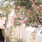 Greece Summer Scenery With Plants Photo | White Island Architecture Art Print | Europe Travel Photography Coffee Mug Gallery Image 2