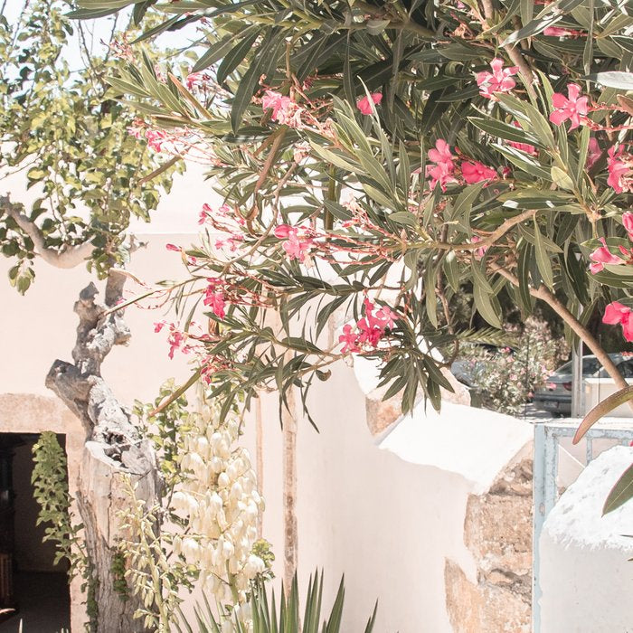 Greece Summer Scenery With Plants Photo | White Island Architecture Art Print | Europe Travel Photography Coffee Mug Gallery Image 2