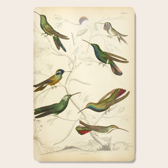 Hummingbirds from The Edinburgh Journal, 1835 (benefitting The Nature Conservancy) Cutting Board Gallery Image 1