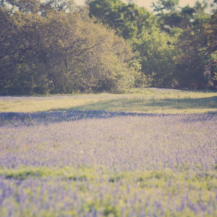 Bluebonnet Morning Coffee Mug Gallery Image 2