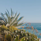 california coast xiii / laguna beach Coffee Mug Gallery Image 2