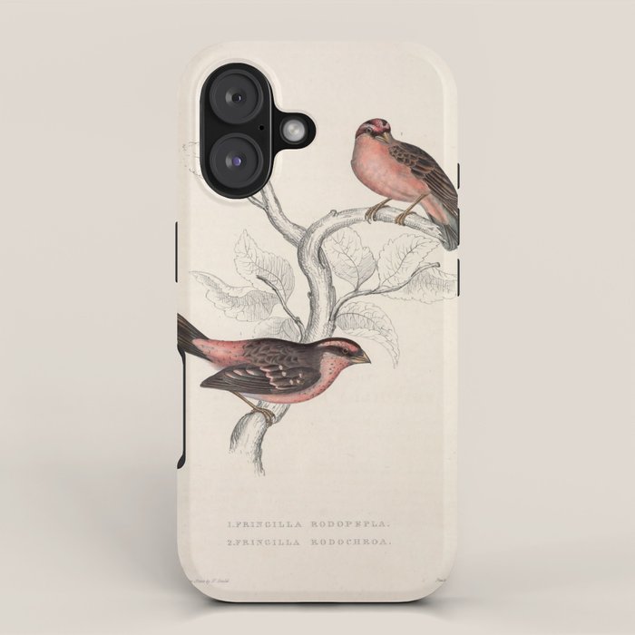 Pink-browed rosefinch and spot-winged rosefinch by Elizabeth Gould, 1831 iPhone Case Gallery Image 1