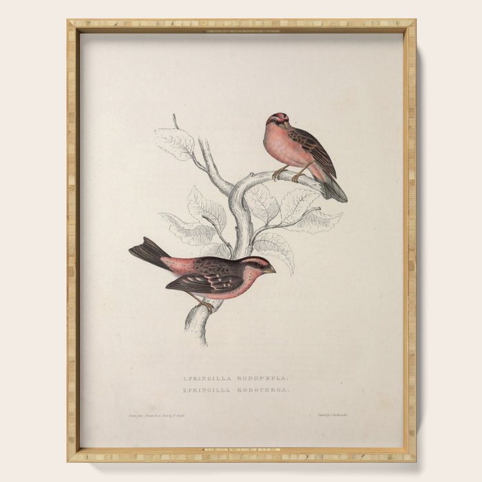 Pink-browed rosefinch and spot-winged rosefinch by Elizabeth Gould, 1831 Serving Tray Gallery Image 1