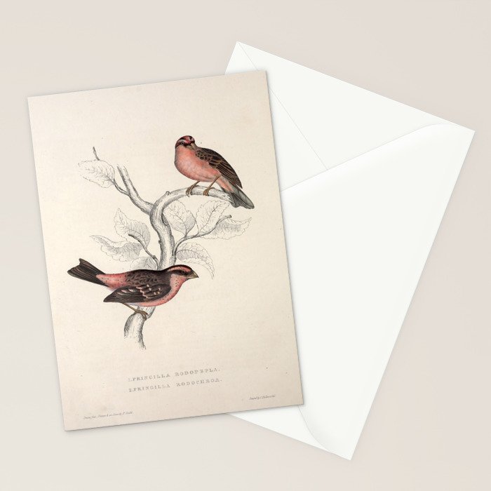 Pink-browed rosefinch and spot-winged rosefinch by Elizabeth Gould, 1831 Stationery Card Gallery Image 2