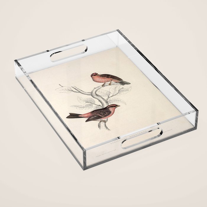 Pink-browed rosefinch and spot-winged rosefinch by Elizabeth Gould, 1831 Acrylic Tray Gallery Image 1