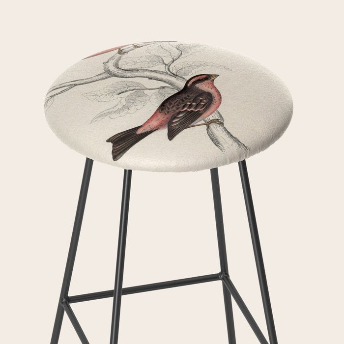 Pink-browed rosefinch and spot-winged rosefinch by Elizabeth Gould, 1831 Stool Gallery Image 2