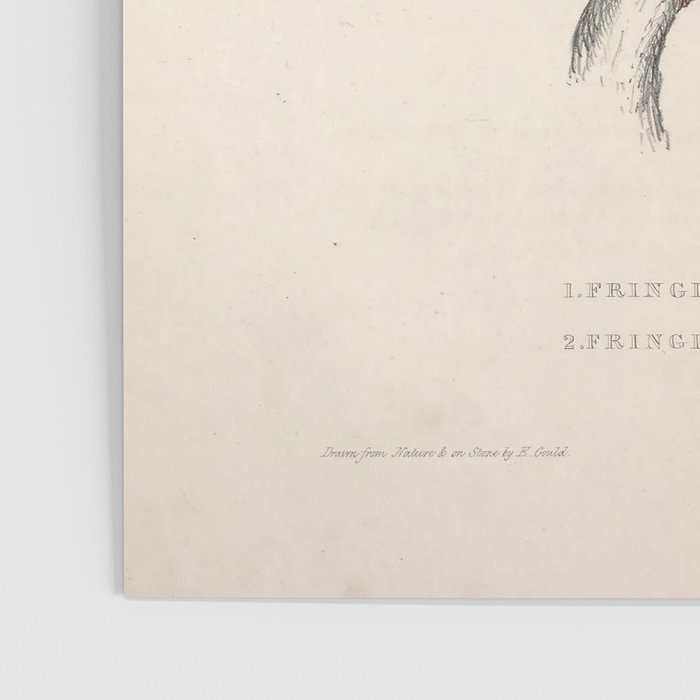 Pink-browed rosefinch and spot-winged rosefinch by Elizabeth Gould, 1831 Poster Gallery Image 3
