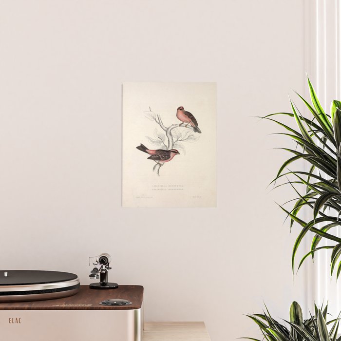 Pink-browed rosefinch and spot-winged rosefinch by Elizabeth Gould, 1831 Poster Gallery Image 2