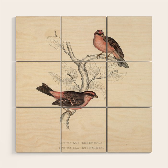 Pink-browed rosefinch and spot-winged rosefinch by Elizabeth Gould, 1831 Wood Wall Art Gallery Image 1