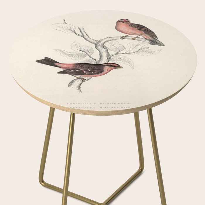 Pink-browed rosefinch and spot-winged rosefinch by Elizabeth Gould, 1831 Side Table Gallery Image 2